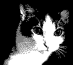 Cat in black & white